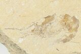 Six Cretaceous Fossil Shrimp (Carpopenaeus) - Hjoula, Lebanon #202161-2